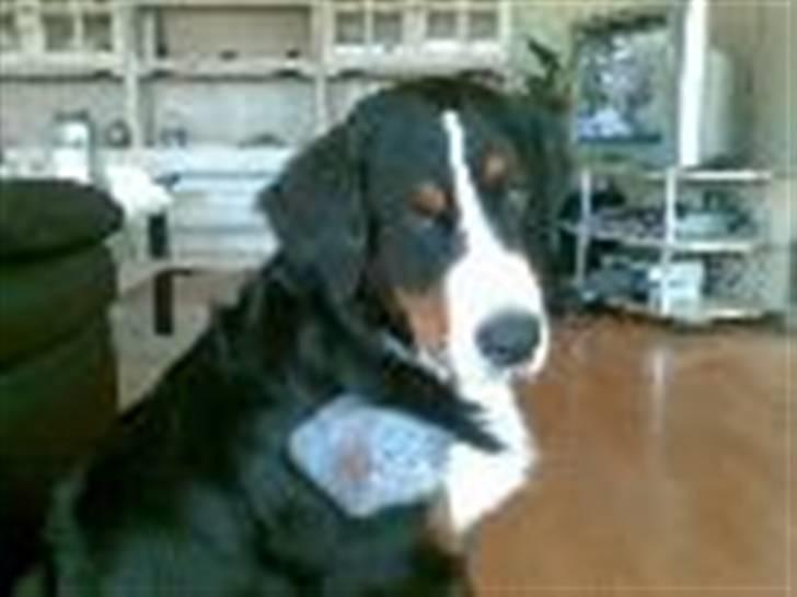 Berner sennenhund Samson billede 8