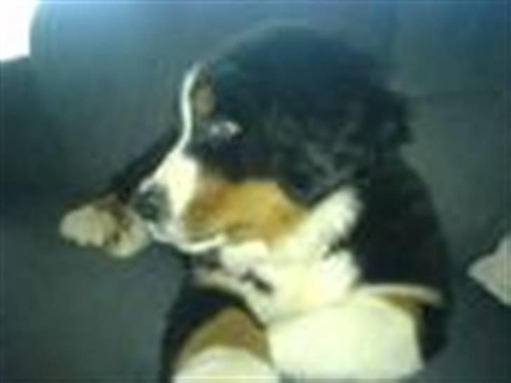 Berner sennenhund Samson billede 9