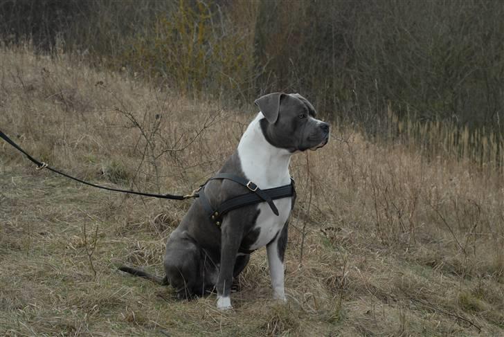 Blanding af racer Tass *RIP* billede 7