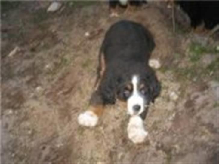 Berner sennenhund Samson billede 10