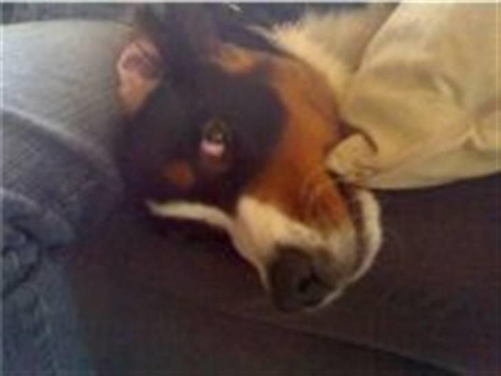 Berner sennenhund Samson billede 11