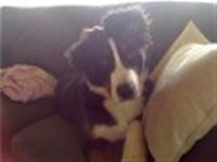 Berner sennenhund Samson billede 12