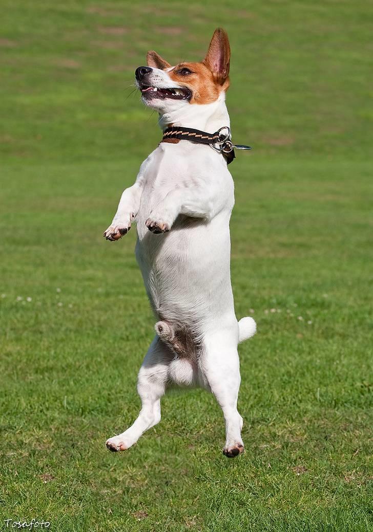 Jack russell terrier Gizmo (Mr Wonky Ears) - Juhuhuhuhuuuu det´ det vi Tigerdyr er bedst til billede 19