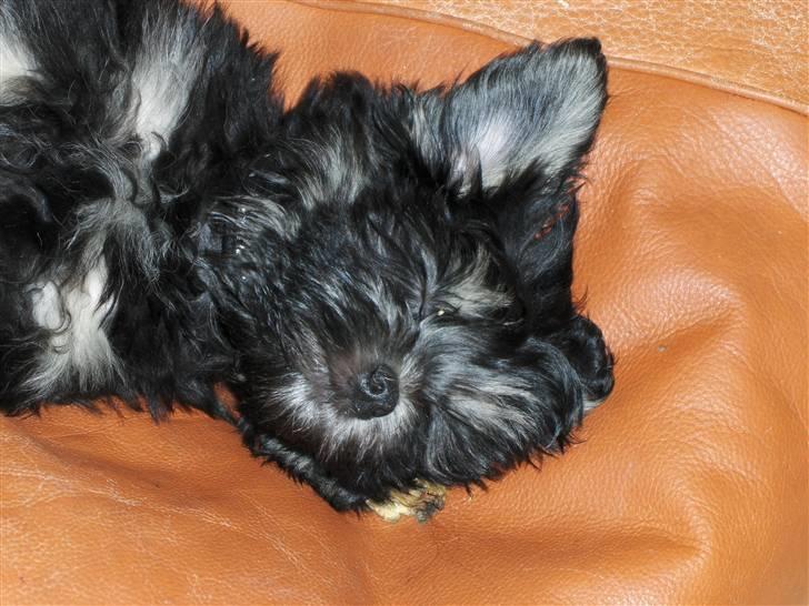 Løwchen Jolly billede 5