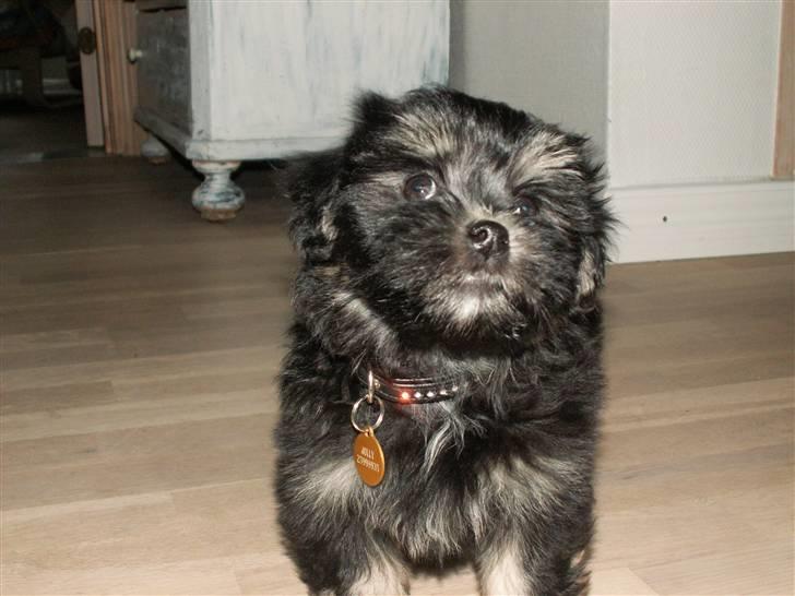 Løwchen Jolly billede 6