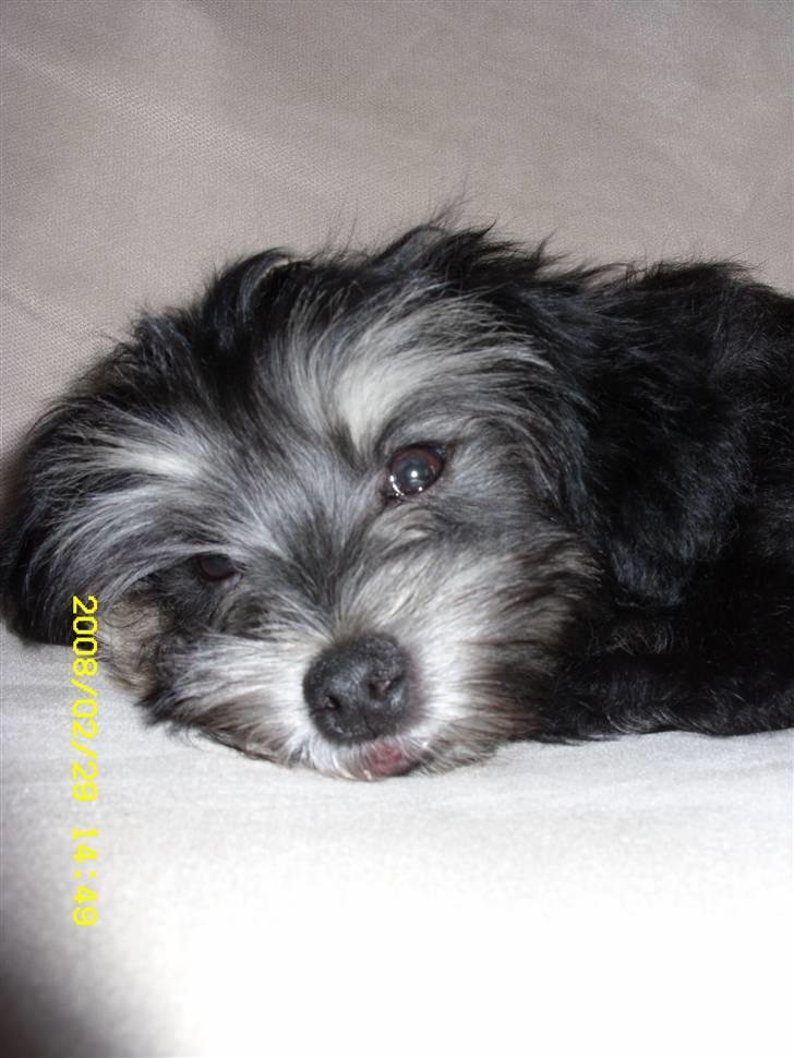 Løwchen Jolly billede 7