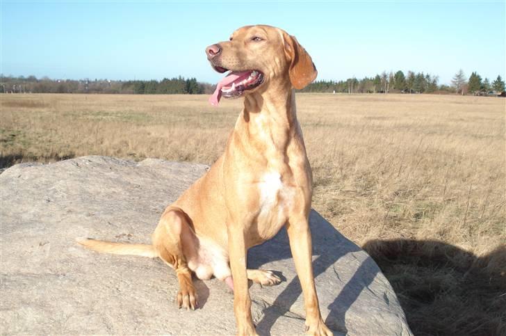 Blanding af racer Xaro billede 20