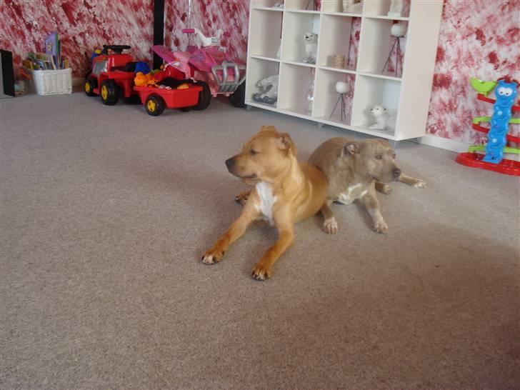 Amerikansk staffordshire terrier Tyson billede 1