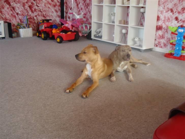 Amerikansk staffordshire terrier Tyson billede 2