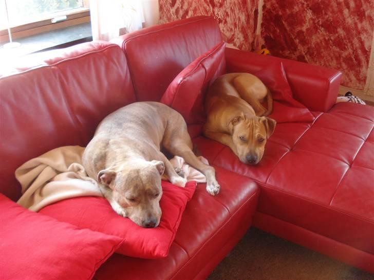 Amerikansk staffordshire terrier Tyson billede 3