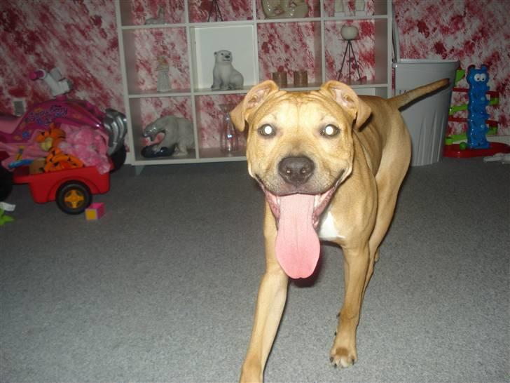 Amerikansk staffordshire terrier Tyson billede 4