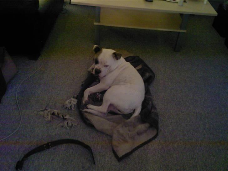 Blanding af racer Jackson billede 9