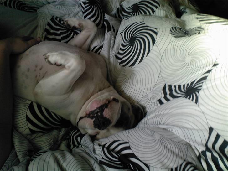 Blanding af racer Jackson billede 10