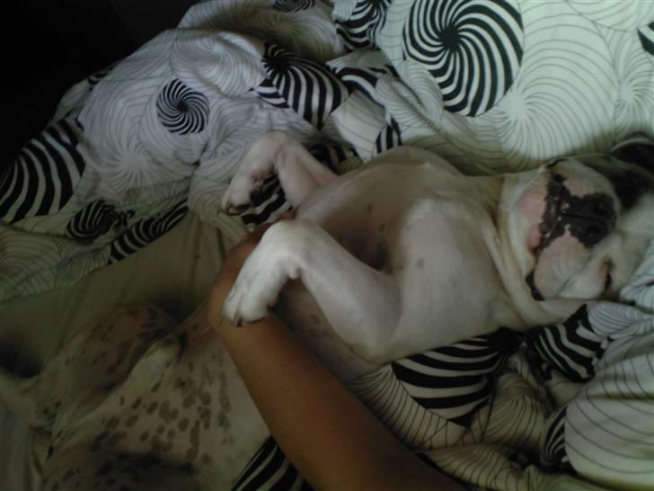 Blanding af racer Jackson billede 11