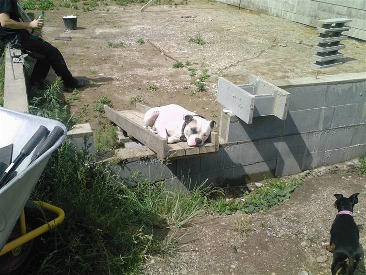 Blanding af racer Jackson - Her hjælper jeg mor og bedstefar med at bygge værksted, men det er hårdt, så måtte lige tage en lur. billede 13