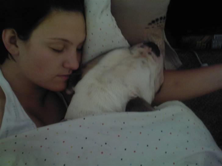 Blanding af racer Jackson billede 14