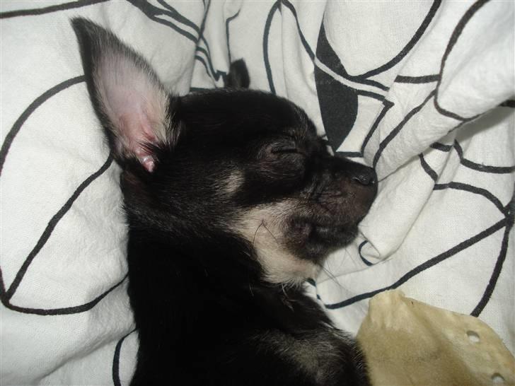 Chihuahua Malou - en lille hyggemus billede 8