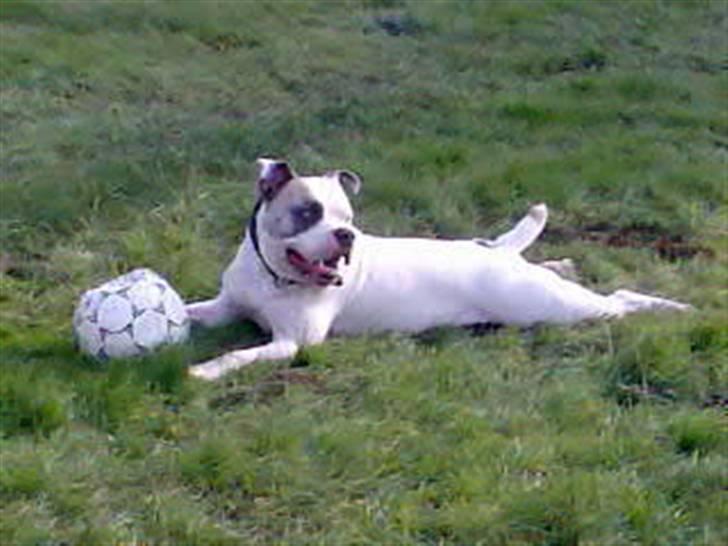 Blanding af racer Jackson billede 17