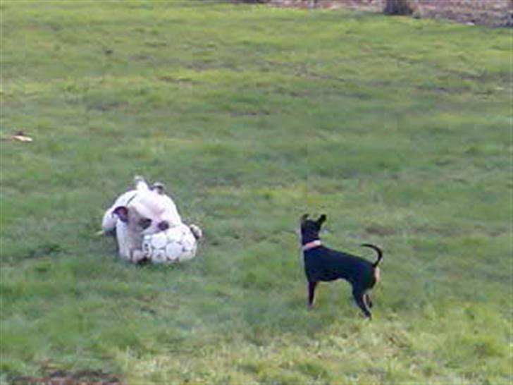 Blanding af racer Jackson billede 19