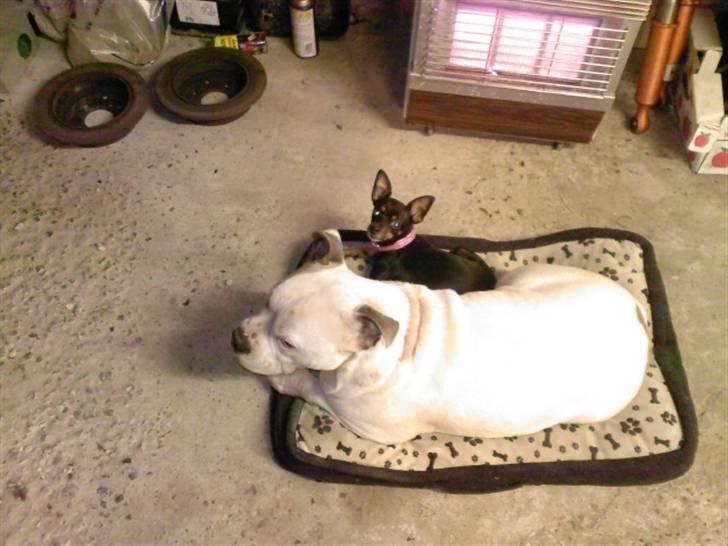 Blanding af racer Jackson - Her laver søs og jeg bil sammen med mor. billede 20