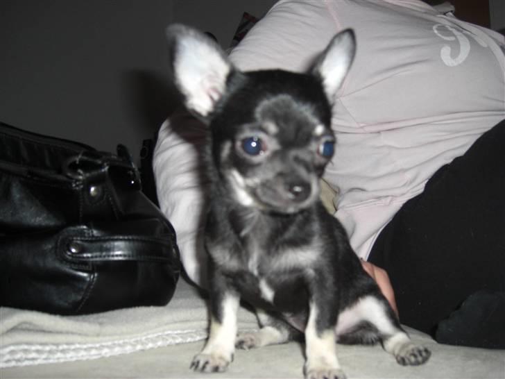 Chihuahua Malou - feder den lige billede 9