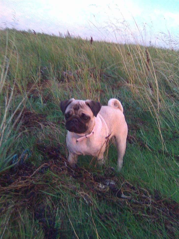 Mops Berta - Mmh, en hyggelig dag på stranden ved solnedgang.. billede 7