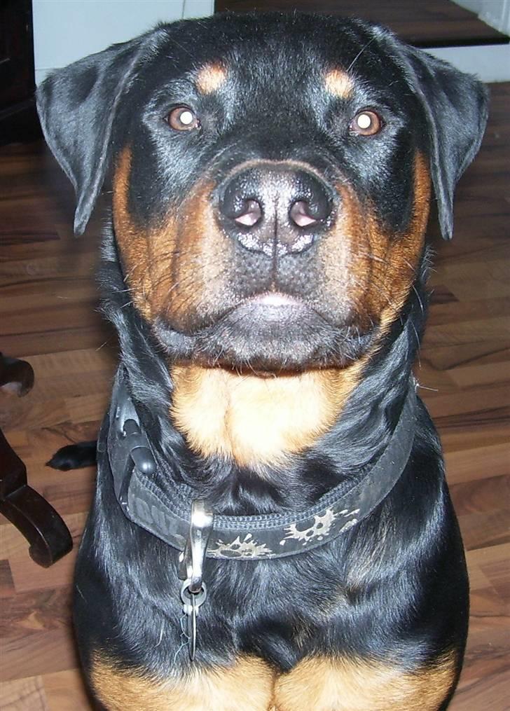 Rottweiler Elmedige´s Manny - 7 mdr gammel billede 7