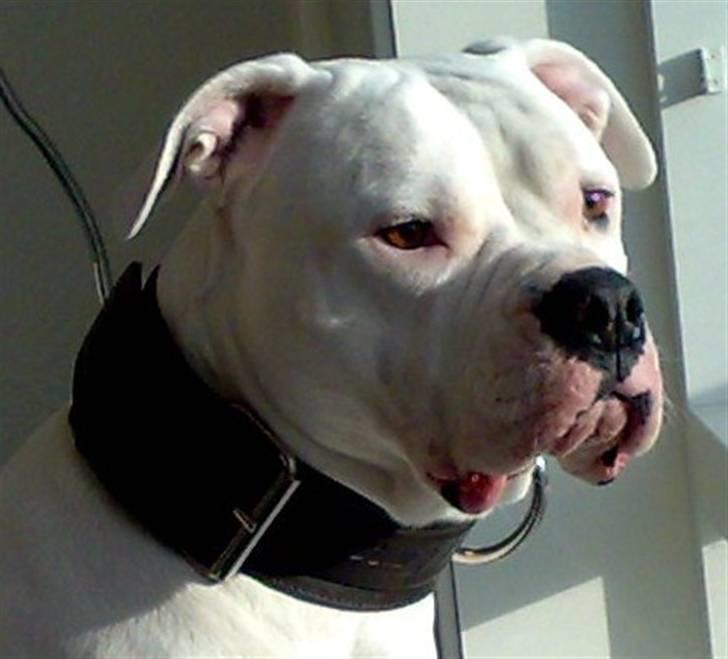 Amerikansk bulldog Aisha billede 10