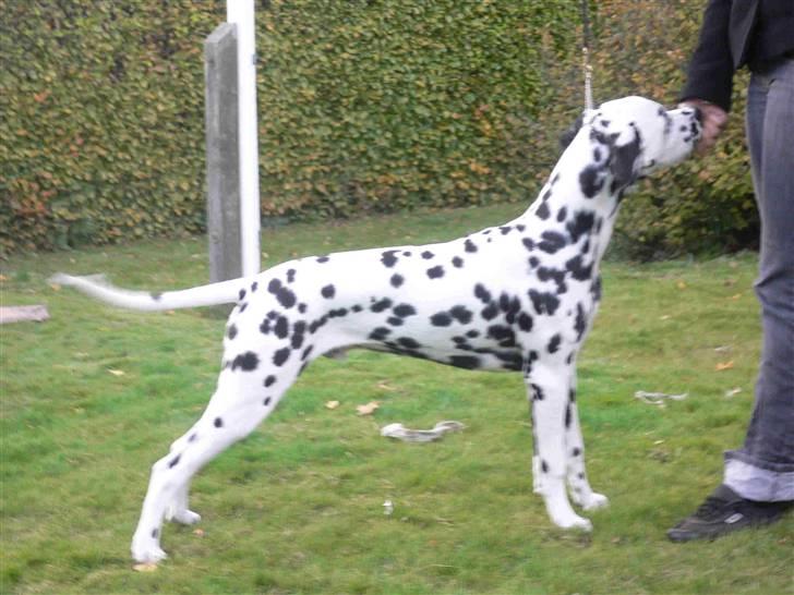 Dalmatiner Frihedens Prins Playboy  billede 1