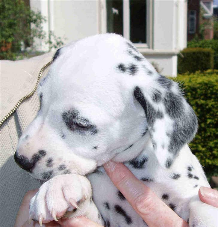 Dalmatiner Frihedens Prins Playboy  billede 2