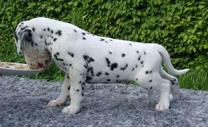 Dalmatiner Frihedens Prins Playboy  billede 3