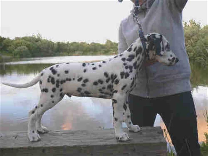 Dalmatiner Frihedens Prins Playboy  billede 4