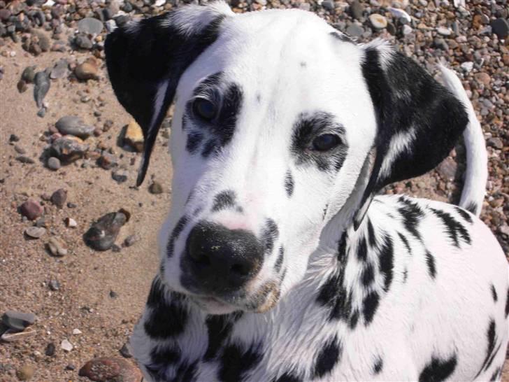 Dalmatiner Frihedens Prins Playboy  billede 5