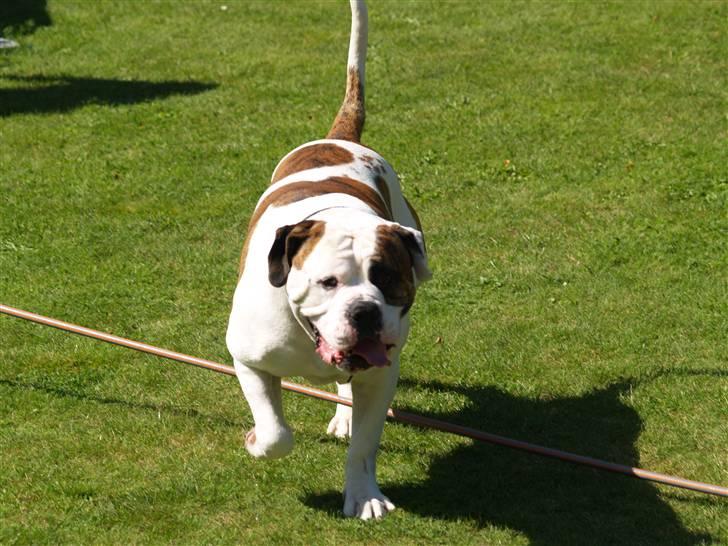 Amerikansk bulldog hannibal R.I.P - davs du=D billede 20