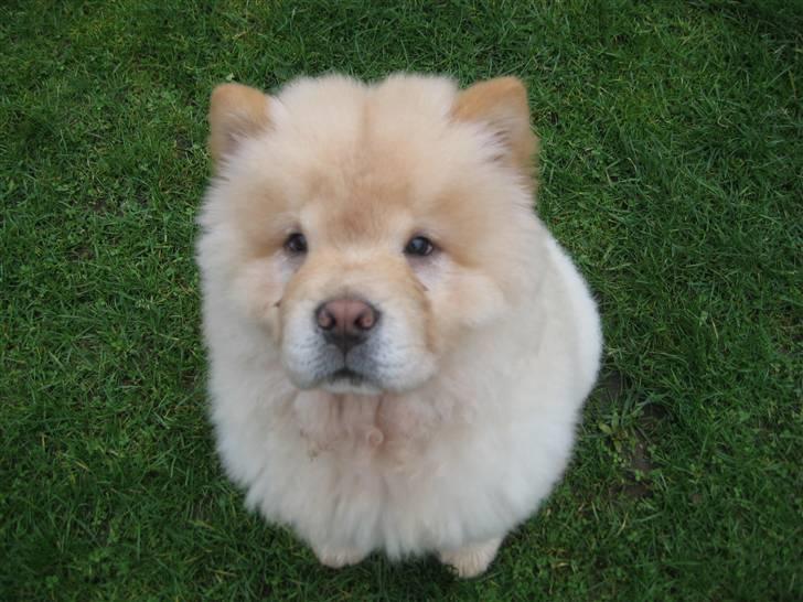 Chow chow Mille billede 1