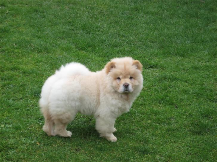 Chow chow Mille billede 2