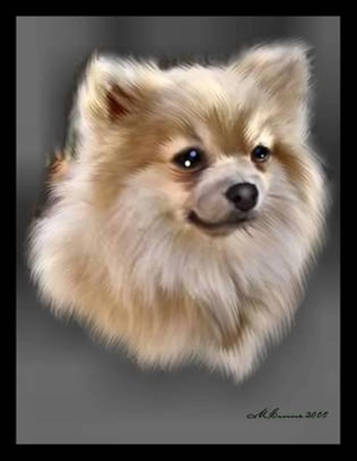 Pomeranian sarabi billede 16