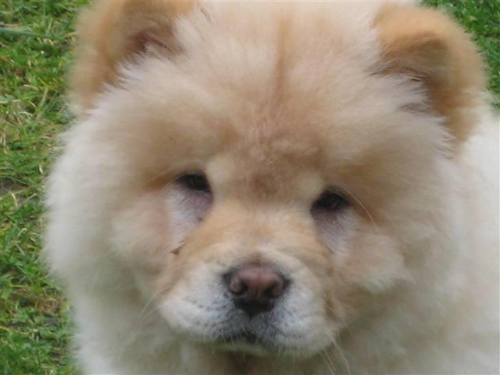 Chow chow Mille billede 3