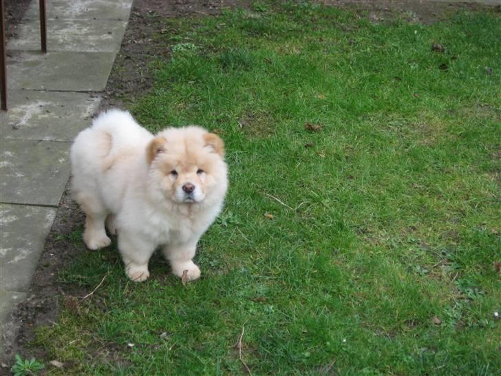 Chow chow Mille - ude i haven det elsker den billede 4
