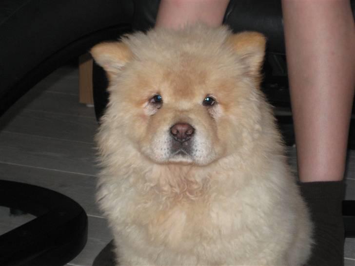 Chow chow Mille - den første dag hos os 10 uger gammel billede 5