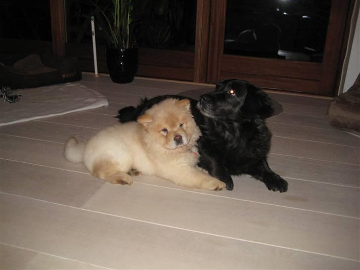 Chow chow Mille billede 6