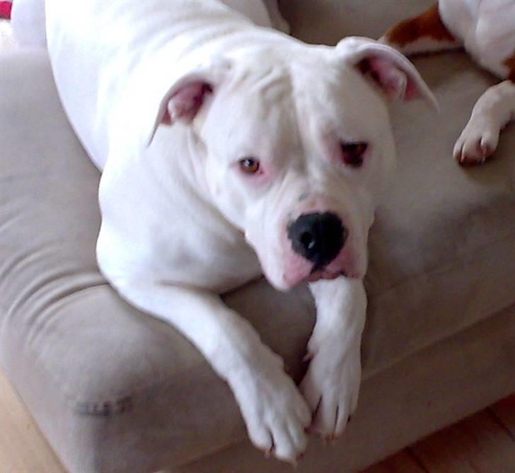 Amerikansk bulldog Aisha billede 11