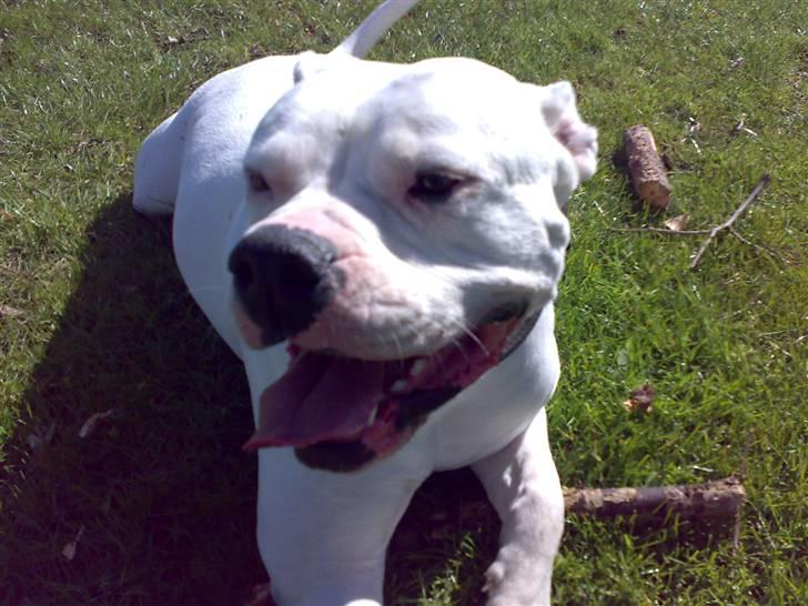 Amerikansk bulldog Aisha billede 12