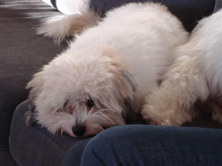 Coton de tulear cosmo(whitebear Fernando) billede 12
