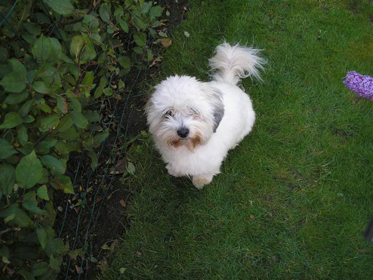 Coton de tulear cosmo(whitebear Fernando) - Jamen hvorfor står du og kikker på mig? billede 13