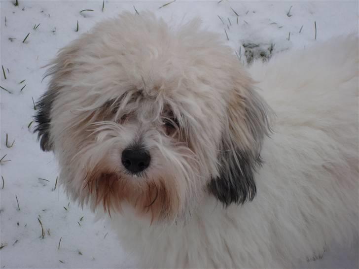 Coton de tulear cosmo(whitebear Fernando) - Mig: Hej med dig din frækkert<3 billede 14