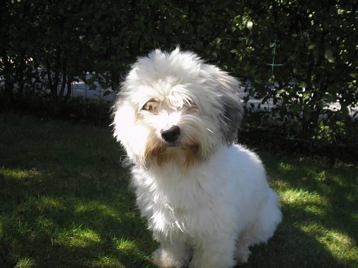 Coton de tulear cosmo(whitebear Fernando) - ... billede 18