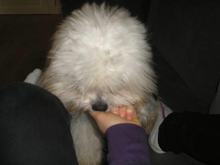 Coton de tulear cosmo(whitebear Fernando) - Er det en godbid??!!.. Så skal jeg nok få den  billede 20