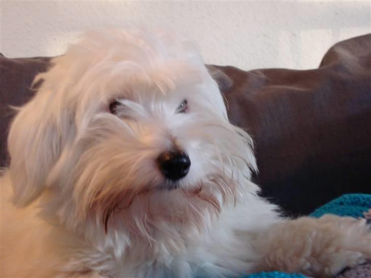 Coton de tulear Spooky (Falkon's Cosmo) - .. billede 13