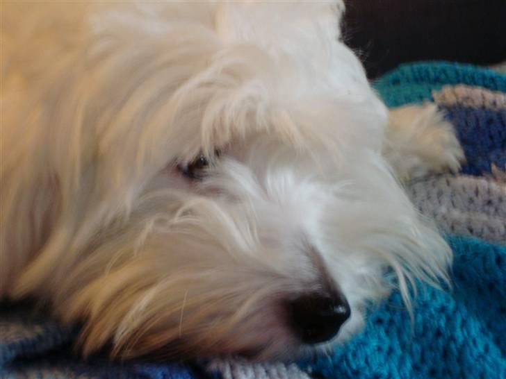 Coton de tulear Spooky (Falkon's Cosmo) - AAHH ... det er dejligt i aften solen  billede 14
